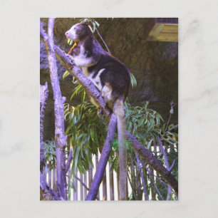 Matschie's Tree Kangaroo Postcard