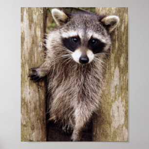 Matte Poster of racoon
