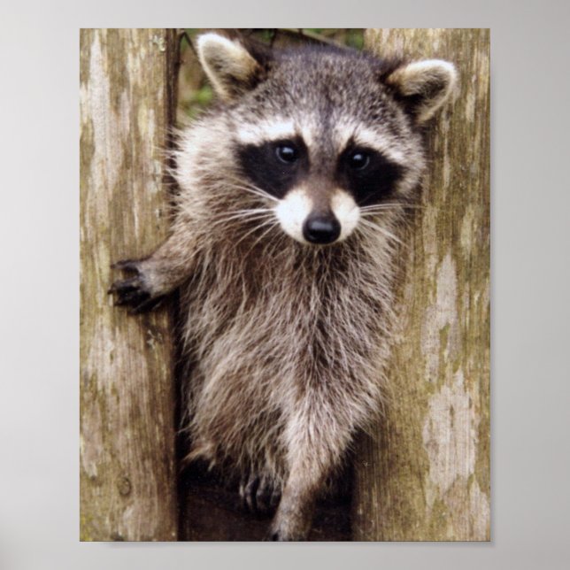 Matte Poster of racoon (Front)