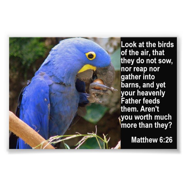 Matthew 6:26 with Blue Macaw Photo Print (Front)