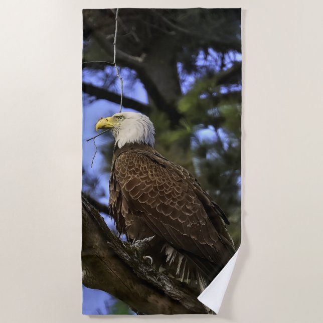 Mature Bald Eagle  Beach Towel (Front)