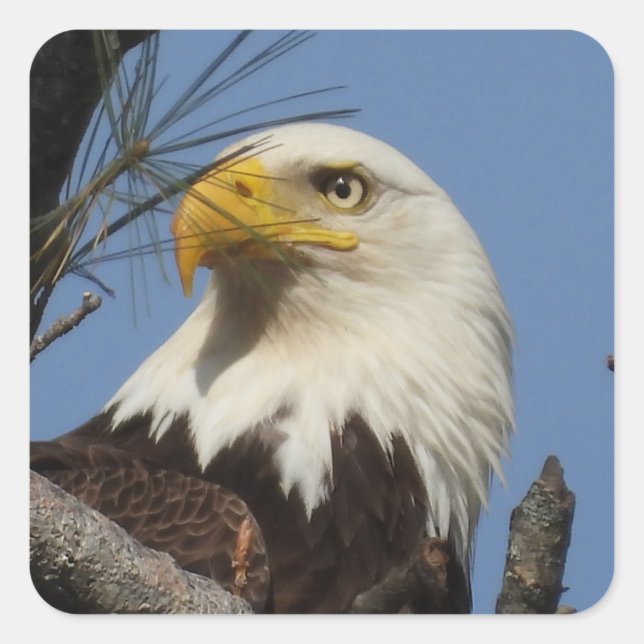Mature Bald Eagle Close Up Head Square Sticker (Front)