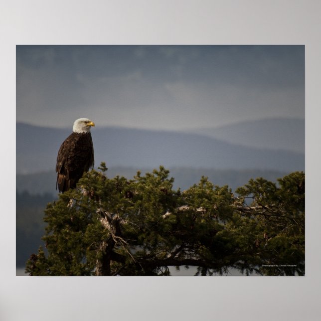Mature Bald Eagle - Fine Art Print (Front)