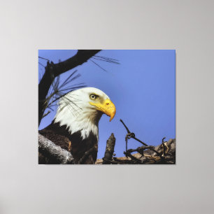 Mature Bald Eagle in Nest Canvas Print