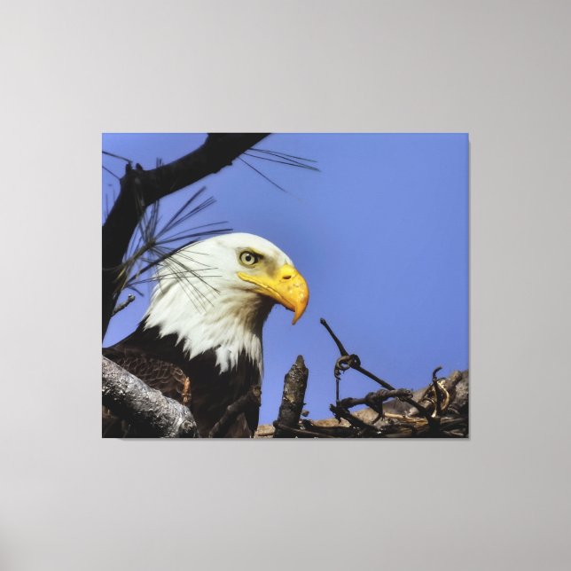 Mature Bald Eagle in Nest  Canvas Print (Front)