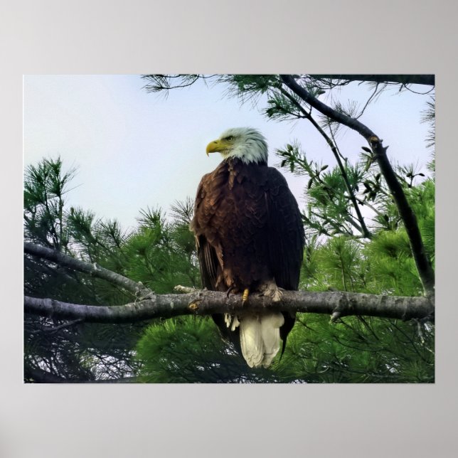 Mature Bald Eagle Perched in Tree Poster (Front)