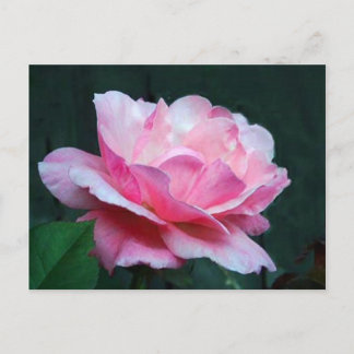 mature beauty postcard