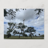 Mature Live Oaks