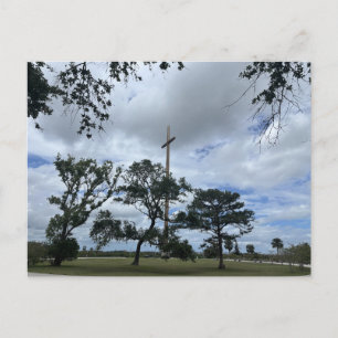 Mature Live Oaks Postcard