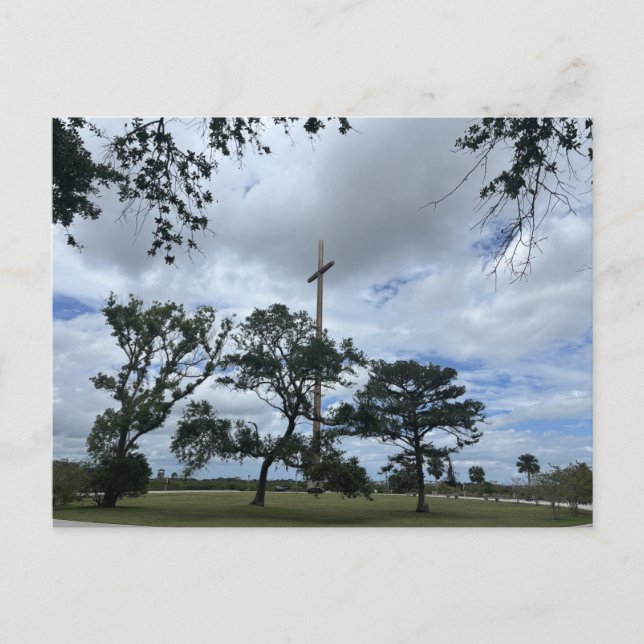 Mature Live Oaks Postcard (Front)