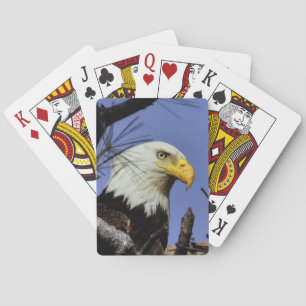 Mature Male Bald Eagle Close Up Head Shot Playing Cards