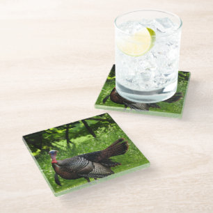 Mature Male Wild Turkey Displaying Feathers Glass Coaster