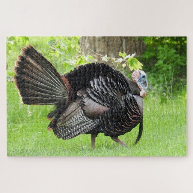 Mature Male Wild Turkey Displaying Feathers  Jigsaw Puzzle (Horizontal)