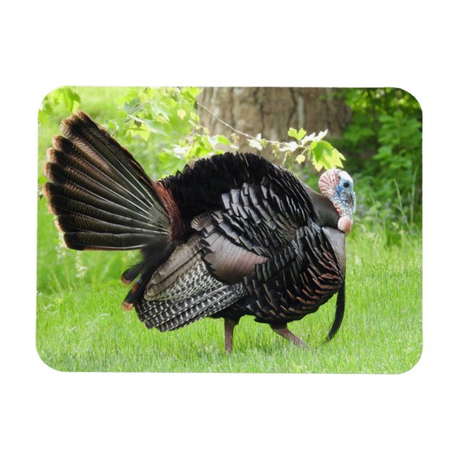 Mature Male Wild Turkey Displaying Feathers Magnet (Horizontal)