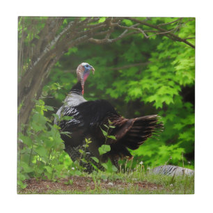 Mature Male Wild Turkey Tile