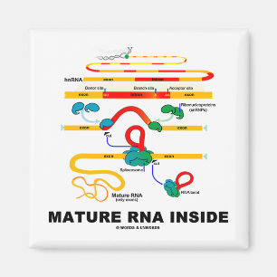 Mature RNA Inside Magnet