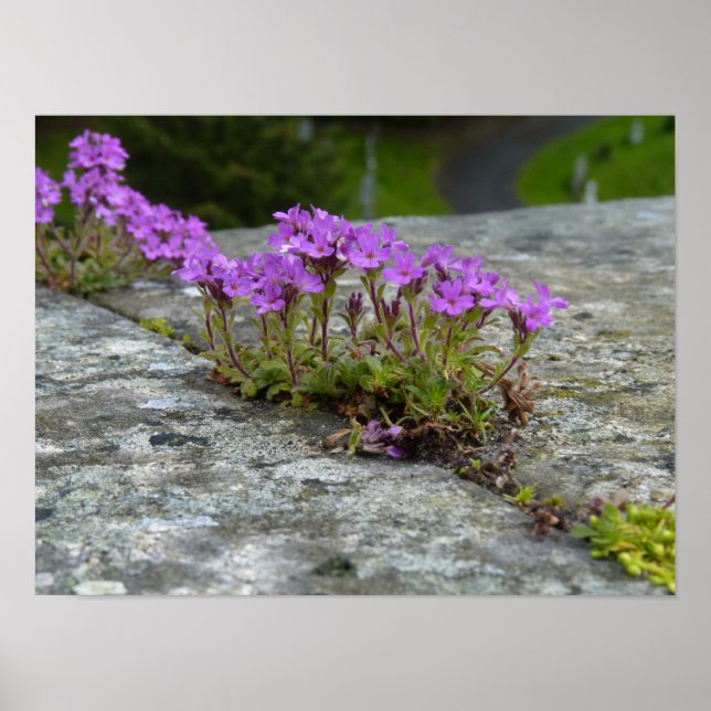 Mauerblümchen: lila Blüten flowering between rocks Poster (Front)
