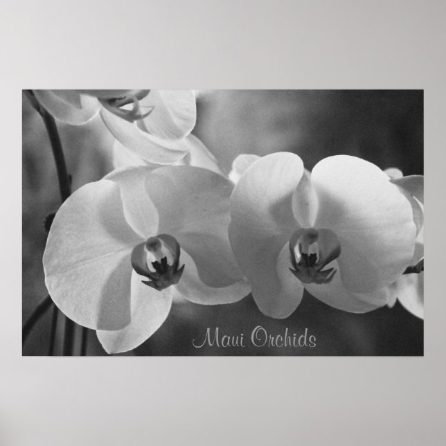 Maui Orchids Poster (Front)