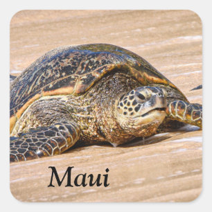 Maui Sea Turtle on a beach sticker