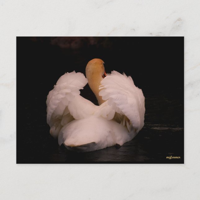 Maui Swan Postcard (Front)