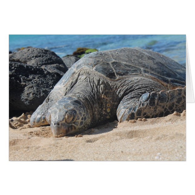 Maui Turtle (Front Horizontal)