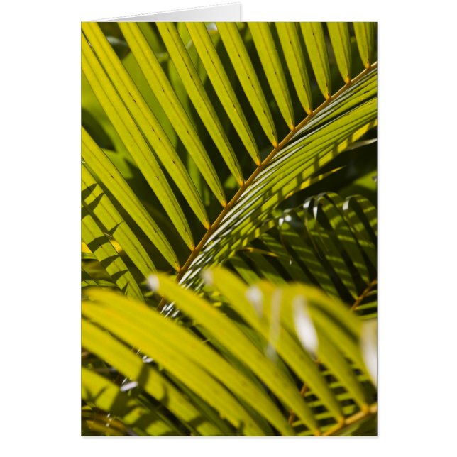 Mauritius, Central Mauritius, Moka, palm (Front)