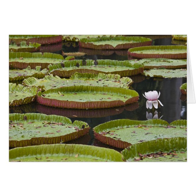 Mauritius, Pamplemousses, SSR Botanical (Front Horizontal)