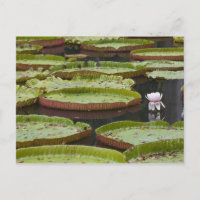 Mauritius, Pamplemousses, SSR Botanical
