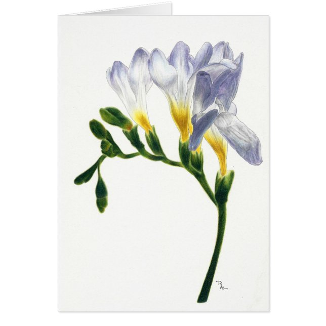 Mauve Freesias Card (Front)