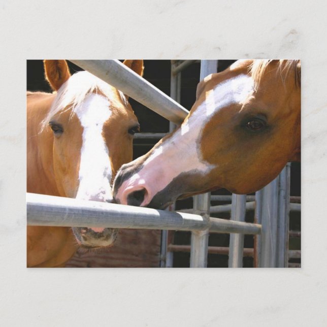 Max & his Son Leonardo Postcard (Front)