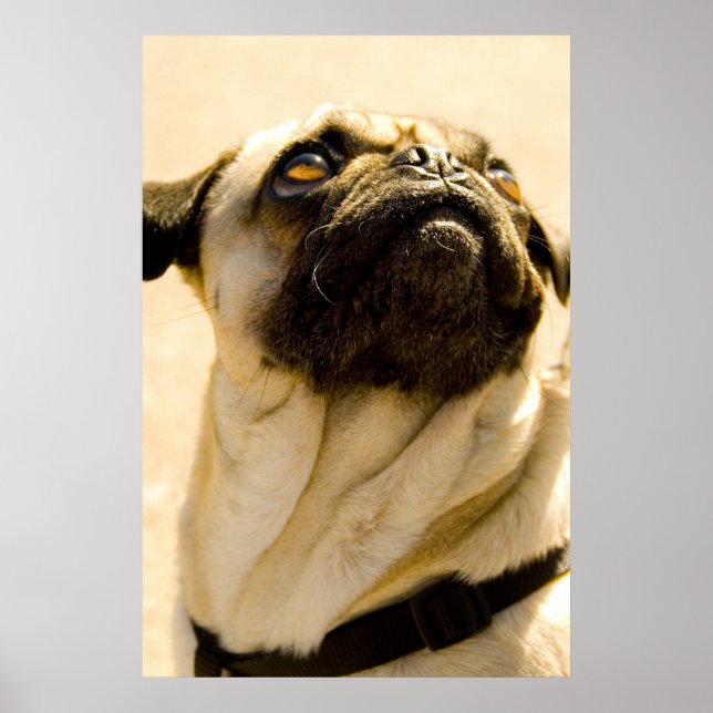 Max the Pug Poster (Front)