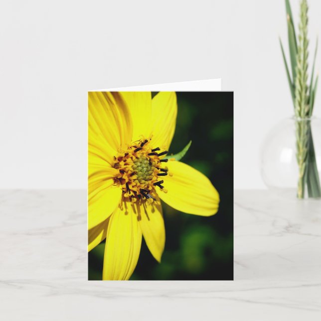 Maximilian Sunflower Nature Photography  Note Card (Front)