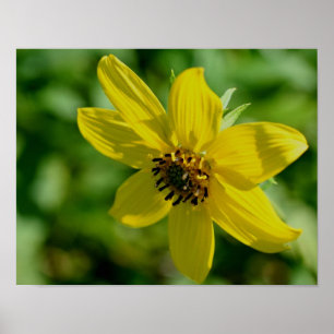 Maximilian Sunflower  Poster