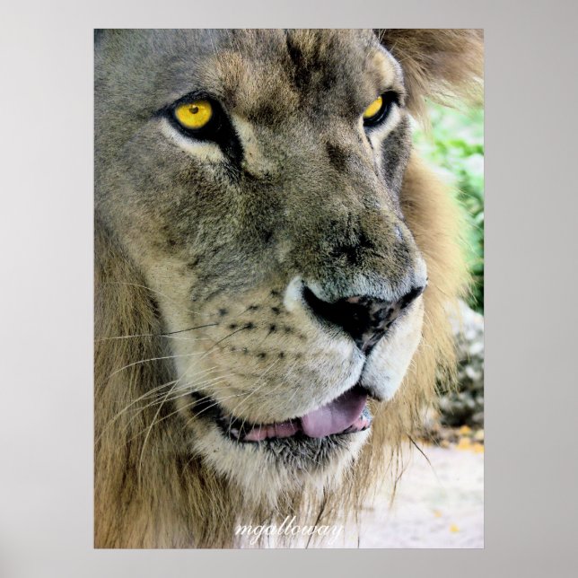 Maximus Poster (Front)