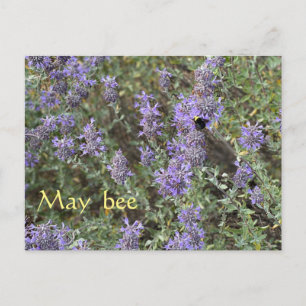May Bee Postcard