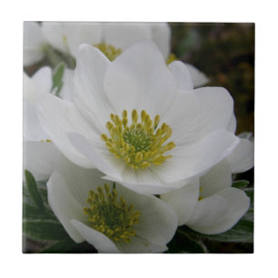 May Flower, Anemone narcissiflora Tile