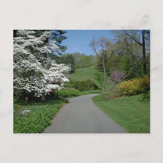 May Flowers Postcard (Front)