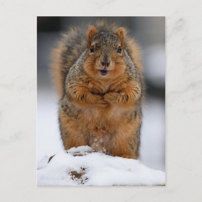 May I Introduce Myself Postcard (Front)