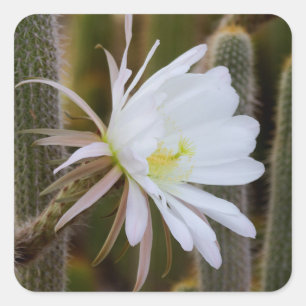 May in the garden square sticker