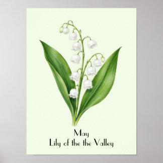 May Lily of the Valley Flowers Poster