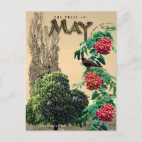 May Month Trees Chestnut Rowan Ash, Poplar 2