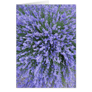 May Night Salvia