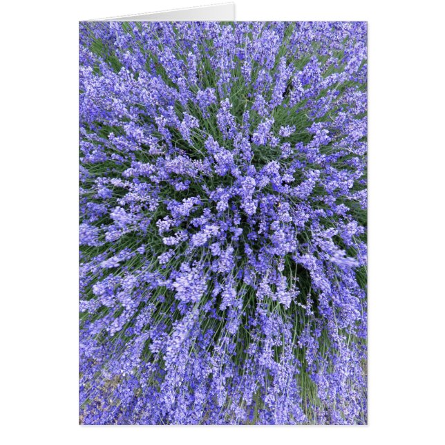 May Night Salvia (Front)