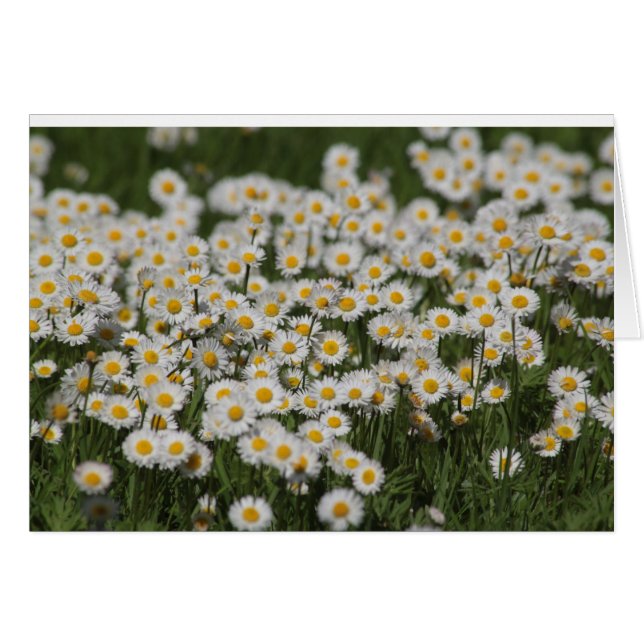 Mayday daisies (Front Horizontal)