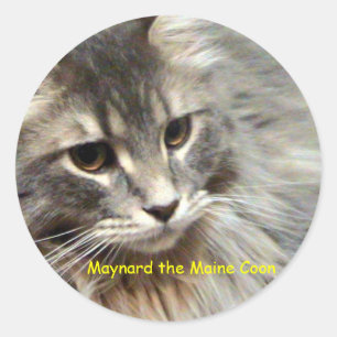 Maynard the Maine Coon Classic Round Sticker