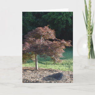 McAlpine Creek Park, North Carolina, Greeting Card