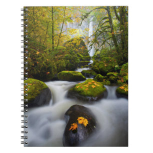 McCord Creek Bigleaf Maple Columbia Gorge, OR Notebook