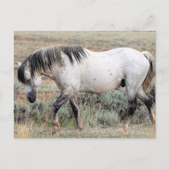 McCullough Peaks Wild Horses Postcard (Front)