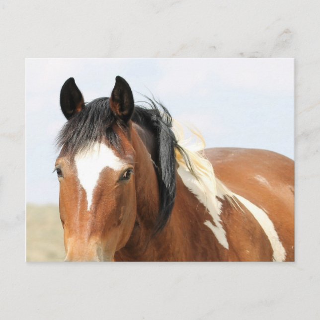 McCullough Peaks Wild Horses Postcard (Front)