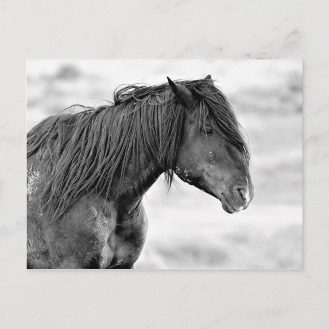 McCullough Peaks Wild Horses Postcard (Front)